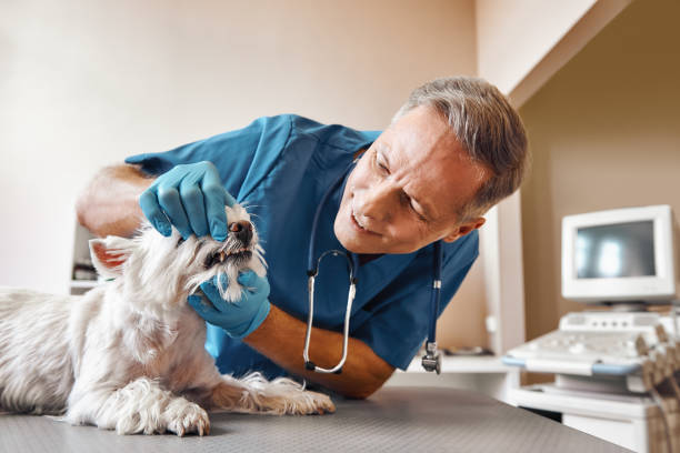Best 24-Hour Emergency Dentist in Mountain City, TN